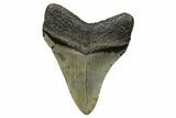 Serrated, Fossil Megalodon Tooth - North Carolina #272503-1